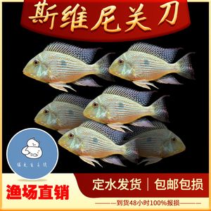 關(guān)刀魚和龍魚可以混養(yǎng)：關(guān)刀魚和龍魚可以混養(yǎng)嗎，