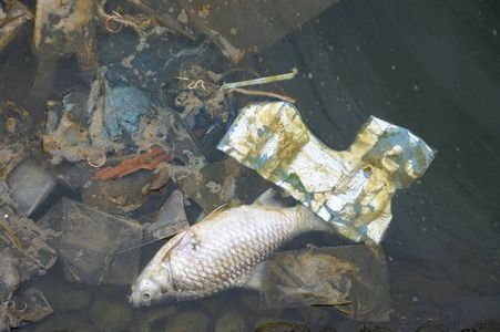 金龍魚(yú)可以吃死魚(yú)嗎：金龍魚(yú)可以吃死魚(yú)嗎，