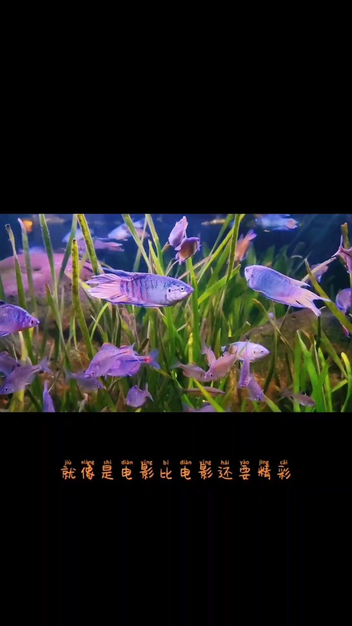 周末魚快：休息休息 觀賞魚論壇