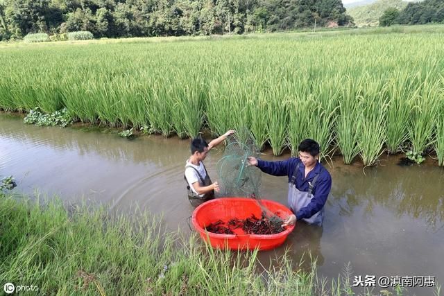 魚頭龍尾紋身圖案：魚食可以作為龍蝦的飼料之一嗎？ 龍魚百科