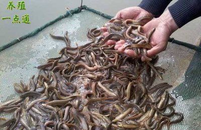 泥鰍喂龍魚：喂食泥鰍前需要對泥鰍進行適當?shù)奶幚恚瑸榱吮ＷC龍魚的健康 龍魚百科 第3張