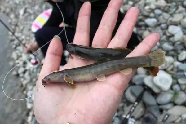 泥鰍喂龍魚：喂食泥鰍前需要對泥鰍進行適當?shù)奶幚?，為了保證龍魚的健康 龍魚百科 第1張