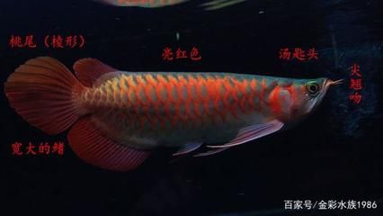 加里曼丹紅龍魚：加里曼丹紅龍魚價(jià)格逾百萬(wàn)元被視作家財(cái)和身份地位的象征