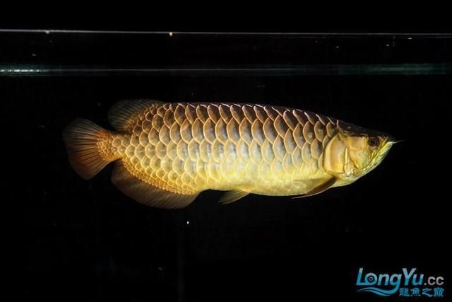 過(guò)背金龍魚和高背金龍魚哪個(gè)好：過(guò)背金龍魚和高背金龍魚有什么區(qū)別？