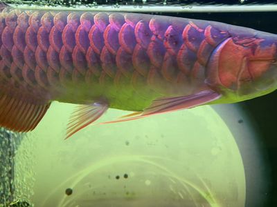 紅龍魚(yú)虎斑紋：關(guān)于紅龍魚(yú)虎斑紋的一些詳細(xì)信息