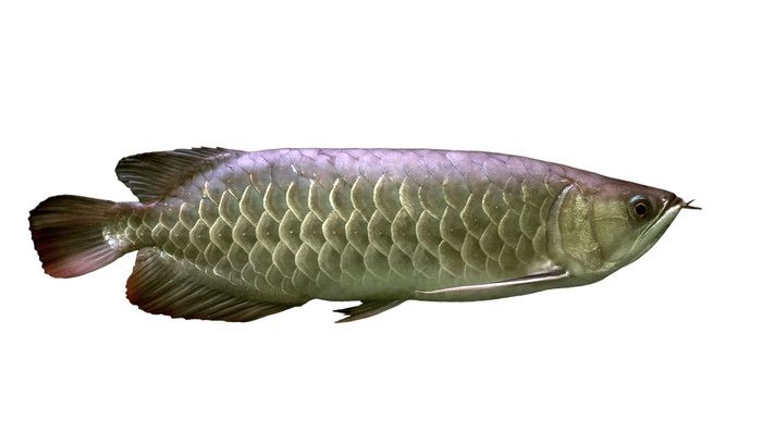 龍魚(yú)最愛(ài)吃什么食物和水果呢：龍魚(yú)屬于肉食類魚(yú)只