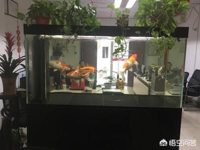 安康龍魚專賣店：在安康市，有多個商鋪涉及龍魚的銷售和相關(guān)服務(wù) 龍魚百科 第3張