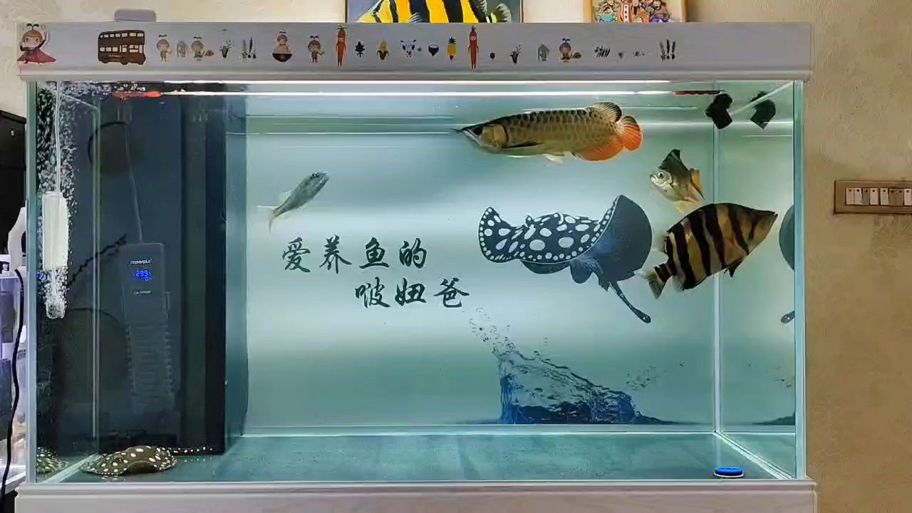 養(yǎng)魚日記：龍虎魟空氣缸 觀賞魚論壇