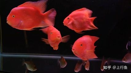 印度尼西亞金龍魚魚場(chǎng)：適合與銀龍魚混養(yǎng)的魚類，紅鸚鵡魚和銀龍魚混養(yǎng)的魚類