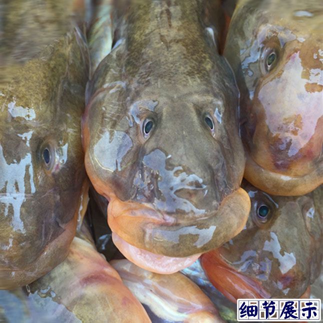 龍魚(yú)野生環(huán)境下吃什么食物：龍魚(yú)在野生環(huán)境下吃什么食物 龍魚(yú)百科 第2張