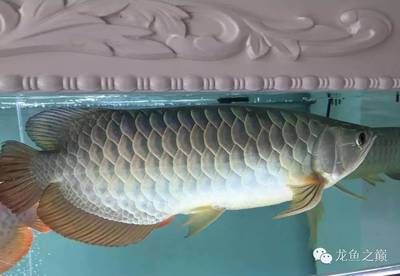 大白龍是什么魚類：“深海大白龍”可能指代某種海洋生物，兇猛程度堪比大白鯊 龍魚百科 第1張