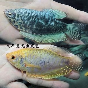 黃曼龍魚和藍(lán)曼龍魚可以配對(duì)嗎：黃曼龍魚和藍(lán)曼龍魚可以配對(duì)繁殖嗎