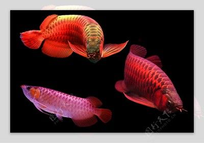 紅龍魚高清勁態(tài)墻紙：紅龍魚高清勁態(tài)墻紙使用注意事項 龍魚百科 第1張