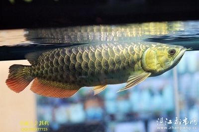 養(yǎng)金龍魚(yú)一年消費(fèi)多少錢(qián)正常：養(yǎng)金龍魚(yú)一年消費(fèi)多少錢(qián) 龍魚(yú)百科 第3張