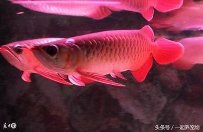 龍魚的胃袋：龍魚吐胃袋是怎么回事 龍魚百科 第2張