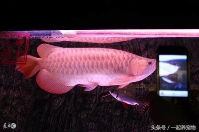 龍魚的胃袋：龍魚吐胃袋是怎么回事 龍魚百科 第1張