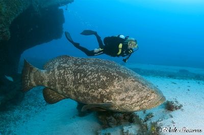 巨石斑魚(yú)叫龍魚(yú)嗎：巨石斑魚(yú)與龍魚(yú)有什么區(qū)別？ 龍魚(yú)百科 第1張