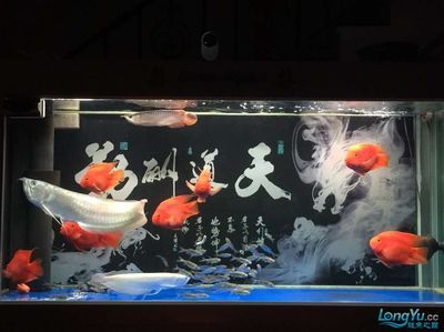 龍魚的養(yǎng)殖密度：龍魚的養(yǎng)殖密度不僅有利于龍魚的健康生長，還能提高養(yǎng)殖效益