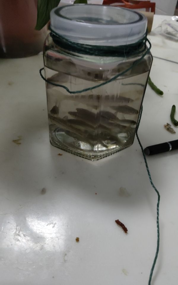 去湖里抓魚：我就去湖邊抓了一些魚，生命力很強(qiáng)，我把他們統(tǒng)一叫做小灰 觀賞魚論壇 第1張