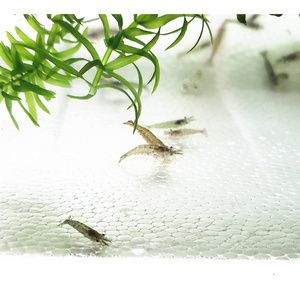 龍魚可以喂大蝦嗎怎么喂：龍魚可以喂大蝦嗎，怎么喂 龍魚百科 第2張