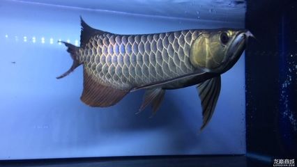 b級過背金龍魚價格50cm：b級過背金龍魚b級過背金龍魚b級過背金龍魚多少錢一條