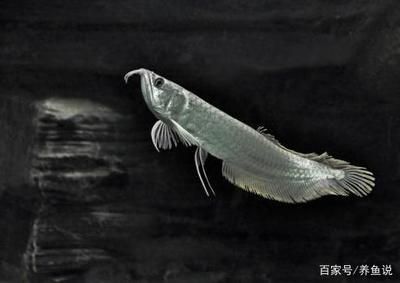 養(yǎng)銀龍魚有什么要求：銀龍魚飼養(yǎng)需要考慮多個(gè)方面的因素，養(yǎng)銀龍魚需要考慮多個(gè)因素 龍魚百科 第3張