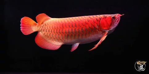 龍魚(yú)多少錢一天喂食：龍魚(yú)多少錢一天喂食，龍魚(yú)多少錢一天喂食成本和總飼養(yǎng)成本 龍魚(yú)百科 第2張