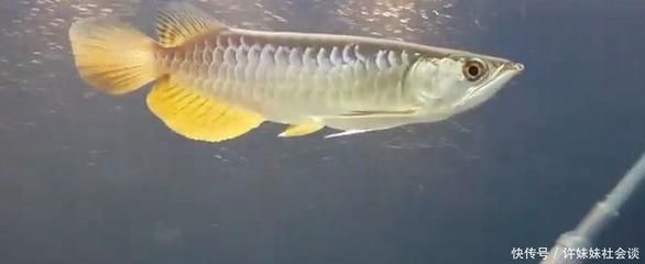 金龍魚(yú)的嘴巴像什么：金龍魚(yú)的嘴巴像什么，