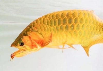 金龍魚(yú)的嘴巴像什么：金龍魚(yú)的嘴巴像什么，