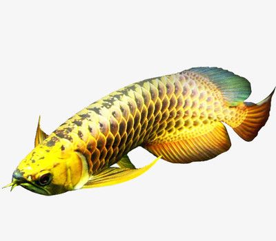 金金龍魚：金金龍魚最新動(dòng)態(tài) 龍魚百科 第1張