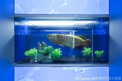 機(jī)器金龍魚水中漫游：仿生機(jī)器金龍魚 龍魚百科 第2張