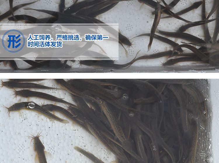 龍魚吃冰凍泥鰍：龍魚可以吃冰凍泥鰍嗎，需要注意什么？ 龍魚百科 第3張