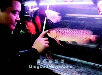 極品藍底過背金龍魚：極品藍底過背金龍魚是一種形態(tài)美麗、飼養(yǎng)獨特且具有飼養(yǎng)難度