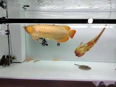 龍魚困水幾天可以換過濾器：龍魚困水幾天可以換過濾器，養(yǎng)龍魚的養(yǎng)護(hù)方法是什么 龍魚百科 第3張