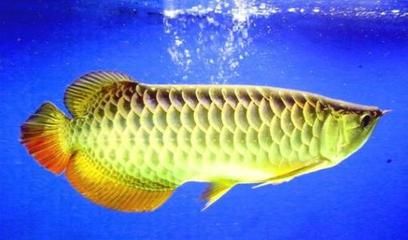 金龍魚(yú)冬天最低多少度：金龍魚(yú)在冬天最低多少度