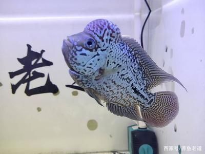 龍魚為什么老是在水面：為什么龍魚老是在水面游？ 龍魚百科 第2張