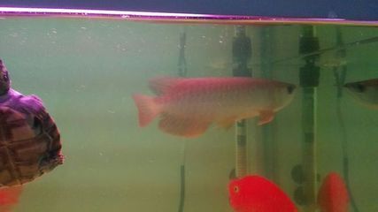 小金龍魚(yú)怎么看品相好壞：判斷小金龍魚(yú)的品相好壞需要綜合考慮多個(gè)方面的特征 龍魚(yú)百科 第1張