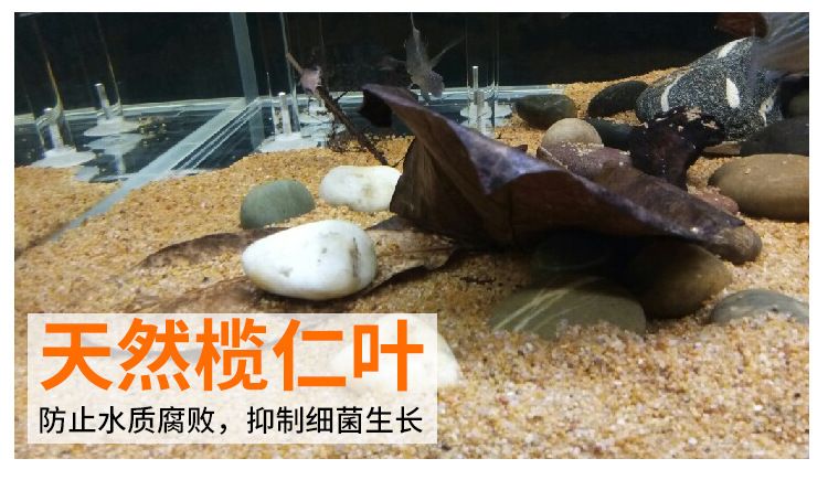 養(yǎng)龍魚要注意什么問題和細(xì)菌：養(yǎng)龍魚注意事項(xiàng)