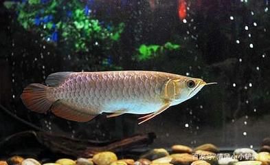 龍魚(yú)會(huì)吃小魚(yú)嗎？：龍魚(yú)會(huì)吃小魚(yú)嗎龍魚(yú)會(huì)吃小魚(yú)嗎龍魚(yú)會(huì)吃小魚(yú)嗎 龍魚(yú)百科 第2張