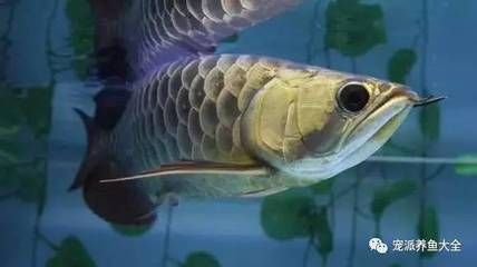 龍魚(yú)會(huì)吃小魚(yú)嗎？：龍魚(yú)會(huì)吃小魚(yú)嗎龍魚(yú)會(huì)吃小魚(yú)嗎龍魚(yú)會(huì)吃小魚(yú)嗎 龍魚(yú)百科 第1張