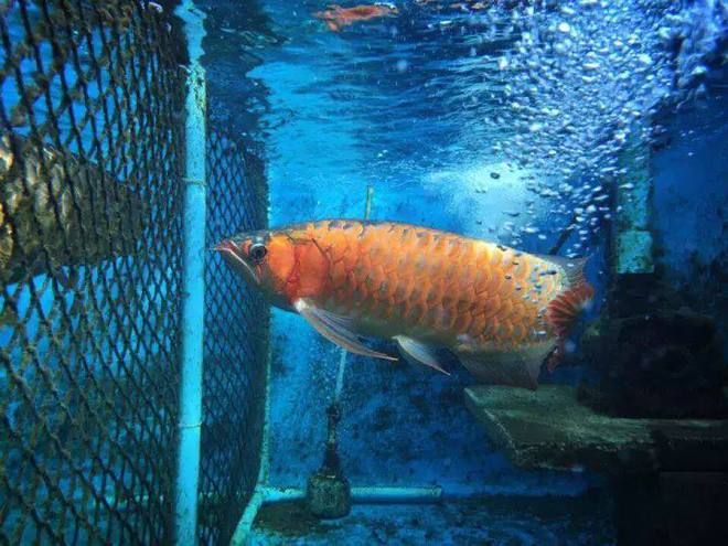 50公分龍魚多久喂一次飼料：50公分的龍魚多久喂一次飼料