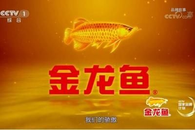 金龍魚養(yǎng)幾年會變金色嗎：金龍魚養(yǎng)幾年會變金色