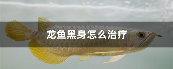 龍魚黑身怎么治療：龍魚黑身怎么治療龍魚黑身的治療方法 龍魚百科