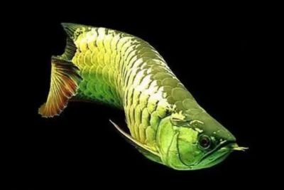 龍魚(yú)吐出來(lái)的綠色東西是什么原因：龍魚(yú)吐出的綠色東西是什么原因 龍魚(yú)百科 第1張