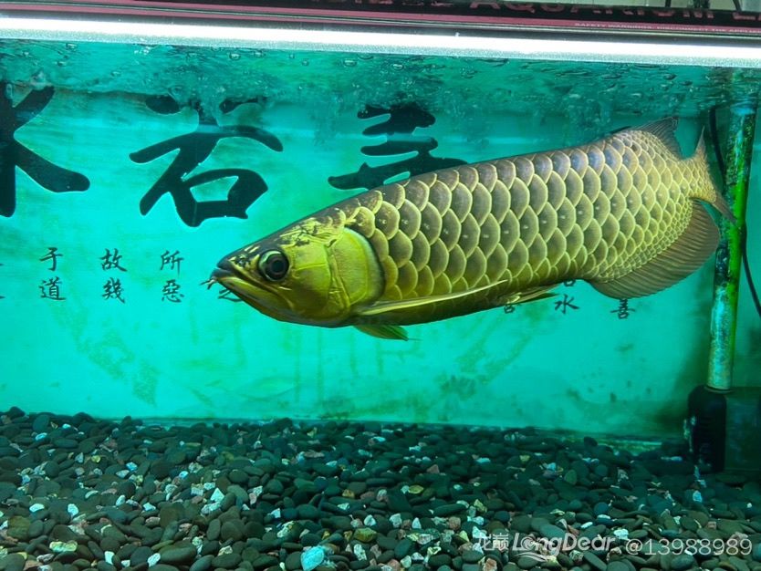 2018.4.5-2024.4.20：6年，掛了，撈出來(lái)時(shí)腹部流血 觀賞魚論壇 第7張