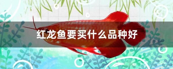 紅龍魚品質(zhì)從高到低排行：紅龍魚價(jià)格從高到低排行