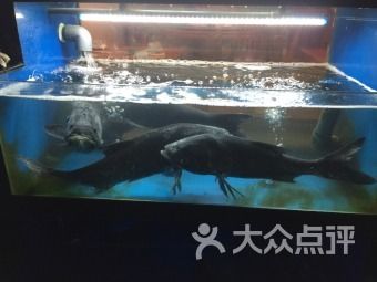 國內(nèi)龍魚經(jīng)銷商有多少家門店：關(guān)于國內(nèi)龍魚經(jīng)銷商有多少家門店的問題