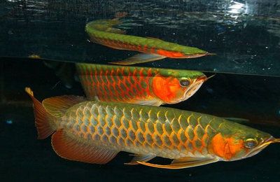 最大的紅龍魚(yú)品種：最大的紅龍魚(yú)體長(zhǎng)可以達(dá)到80cm—90cm 龍魚(yú)百科 第3張