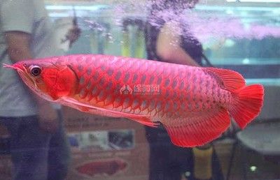 最大的紅龍魚(yú)品種：最大的紅龍魚(yú)體長(zhǎng)可以達(dá)到80cm—90cm 龍魚(yú)百科 第1張