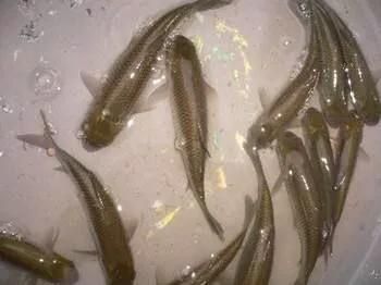 龍魚主食泥鰍段：將泥鰍段作為龍魚的主食之前 龍魚百科 第1張